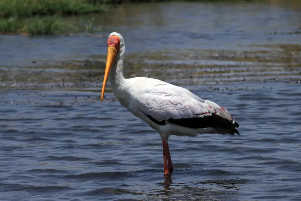 Vögel14.JPG