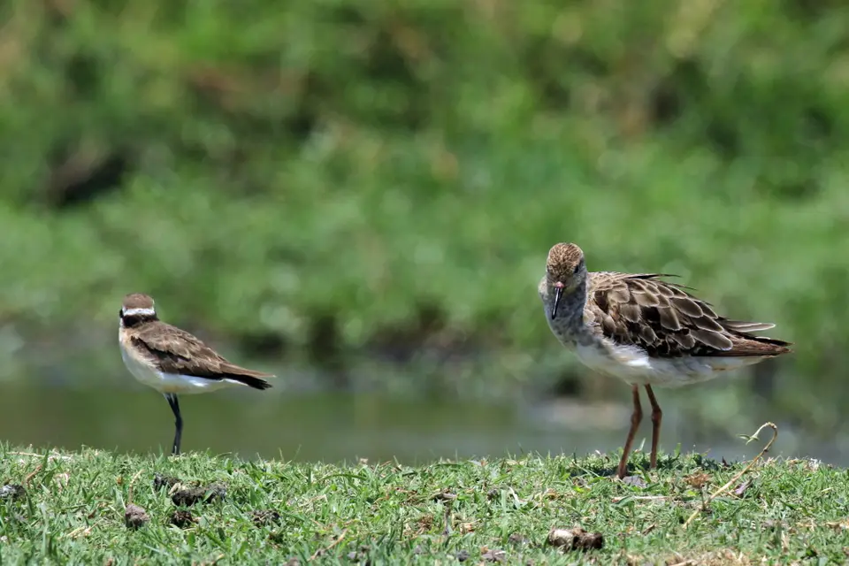 Vögel15.JPG