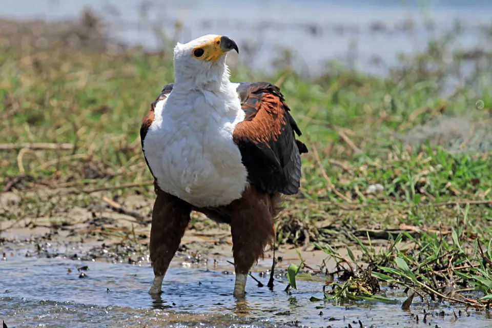 Vögel17.JPG