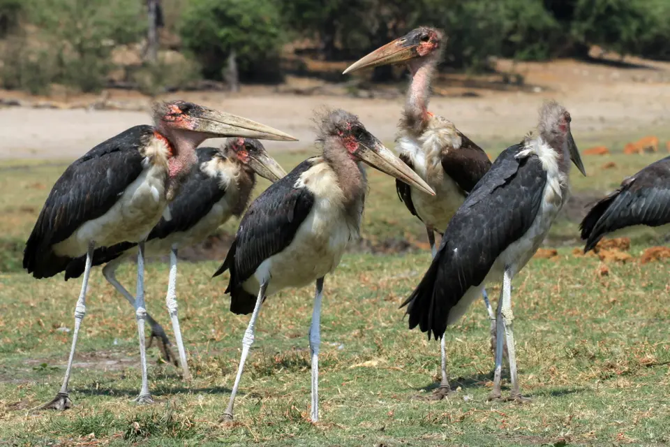 Vögel6.JPG