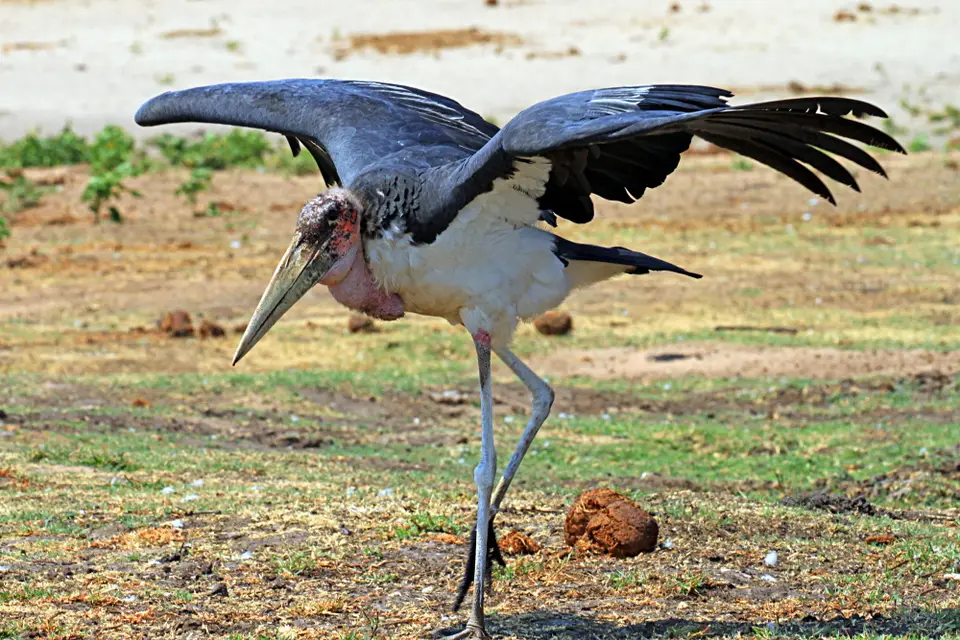 Vögel7.JPG