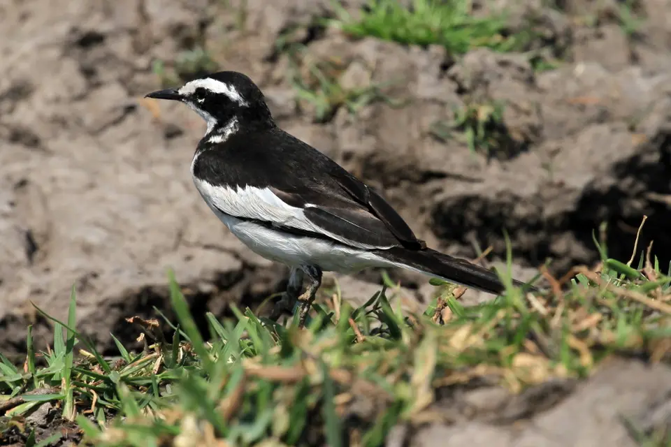 Vögel8.JPG