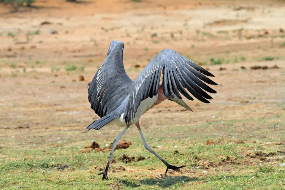 Vögel9.JPG