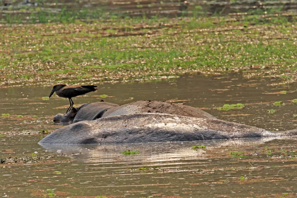 Wildlife_GD_Tribal2.JPG