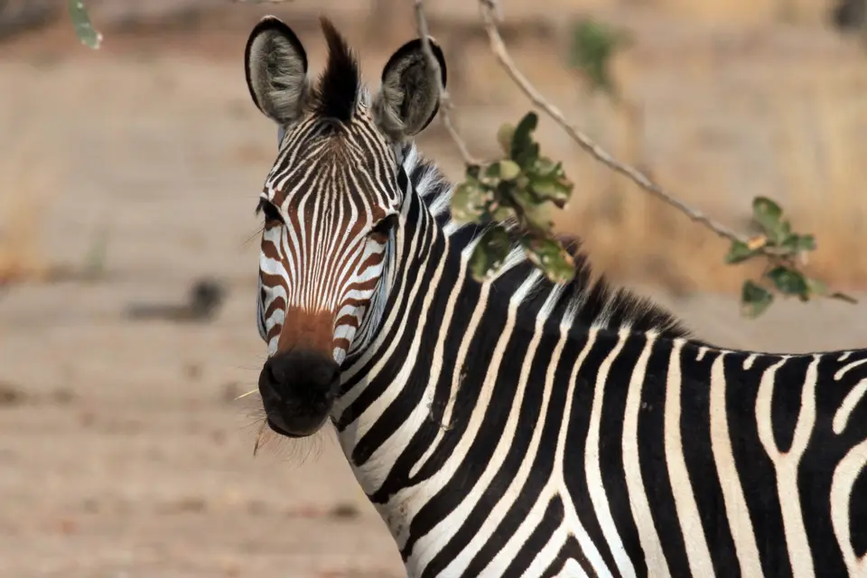 Wildlife_GD_Tribal4.JPG