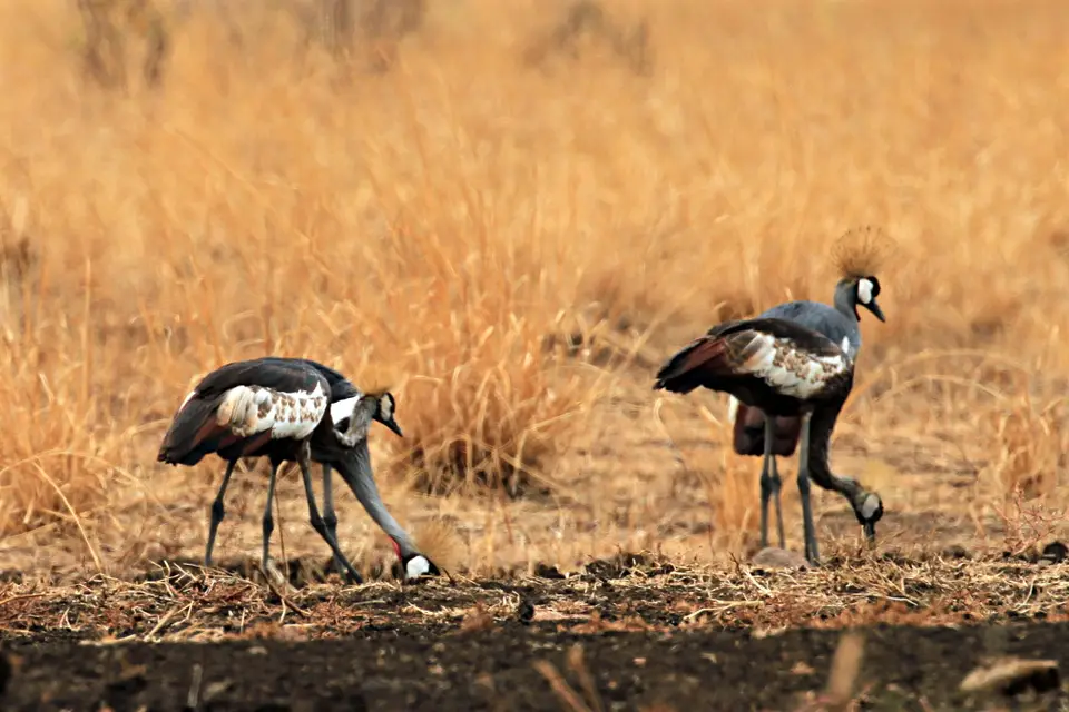 Wildlife_GD_Tribal5.JPG