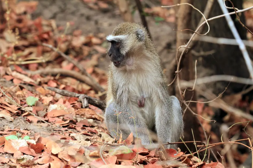 Wildlife_GD_Tribal7.JPG