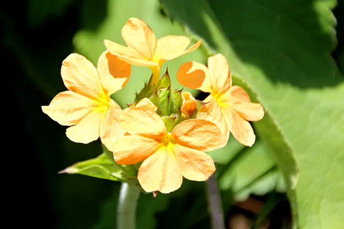 h63c0856.jpg