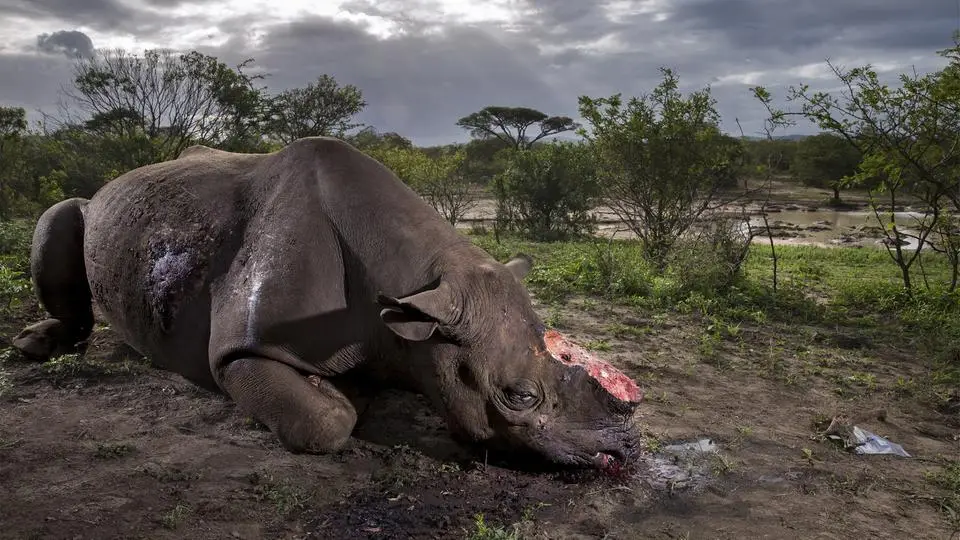 nashorn-113~_v-videowebl.jpg