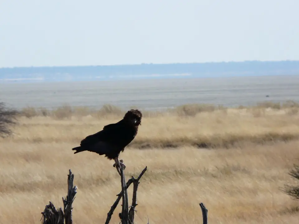 AfrikaAug2010521.JPG