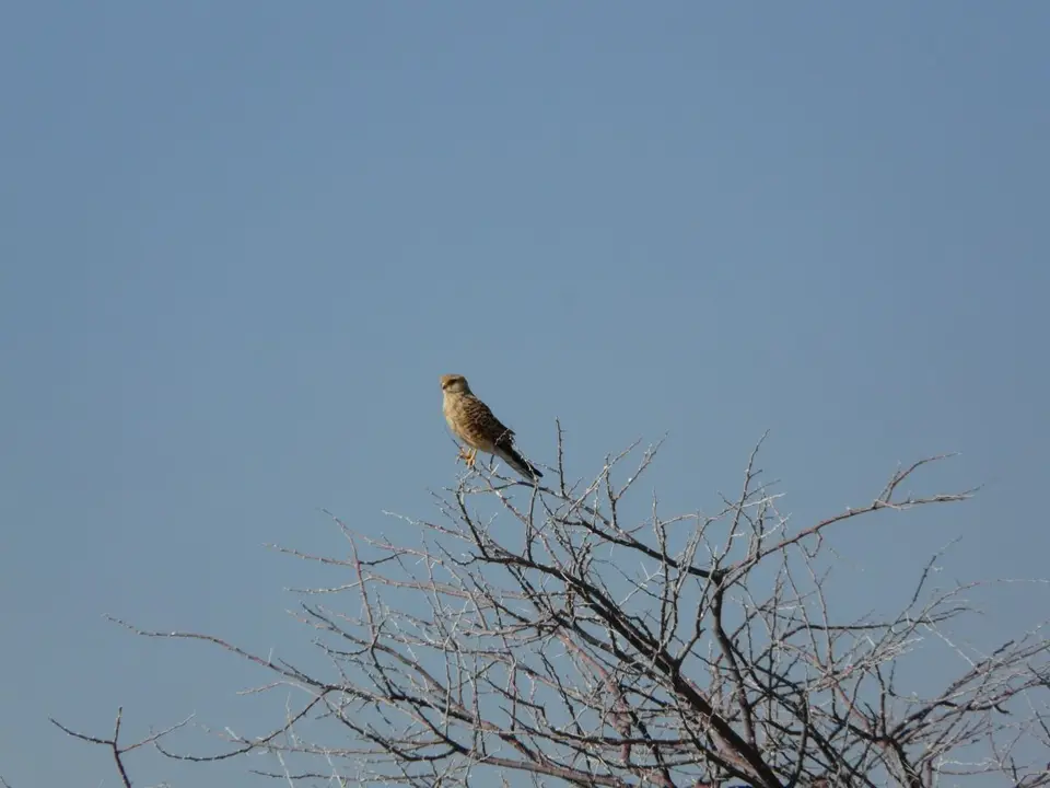 AfrikaAug2010871.JPG