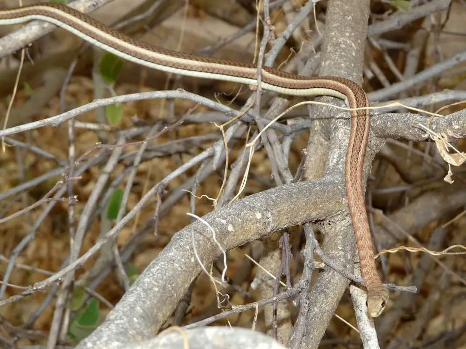 Botswana20111533.JPG