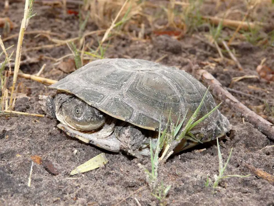 Botswana20111543.JPG