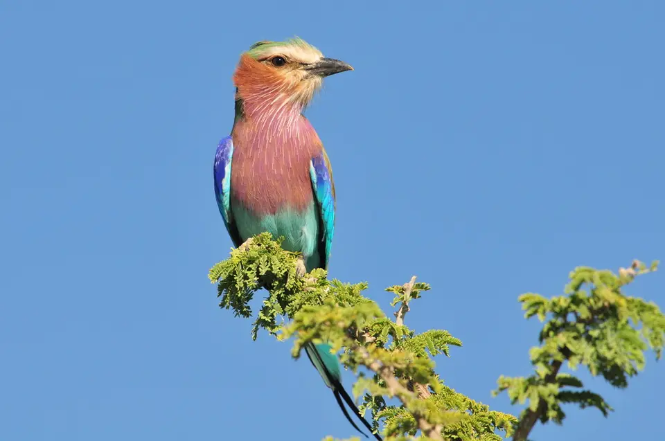 Etosha-Vogel.jpg