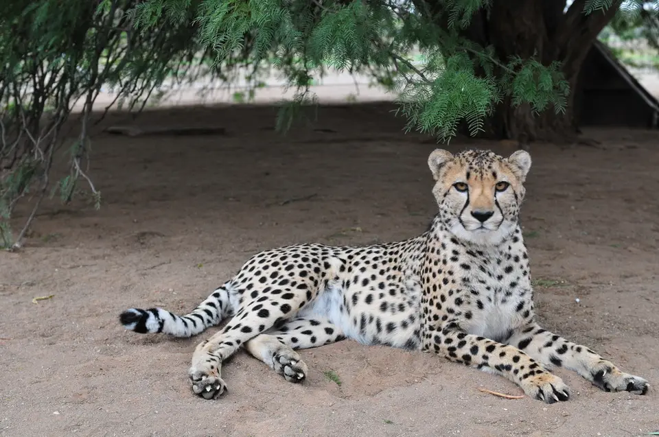 Gepard.jpg