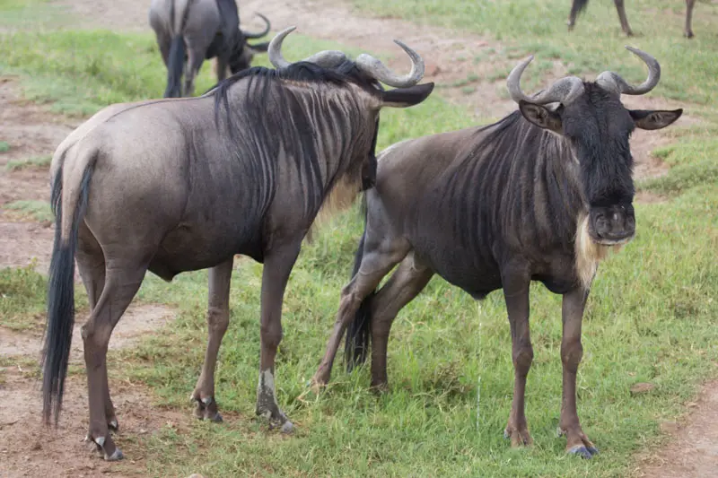 Gnu02.jpg