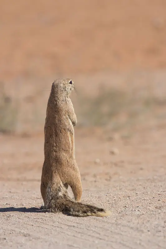 Namibia12-03_2012-08-08.jpg