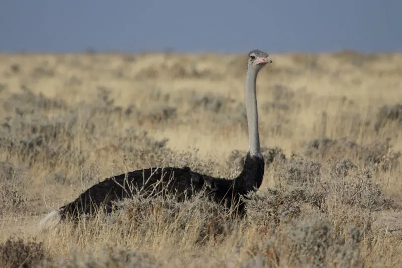 Namibia12-108.jpg