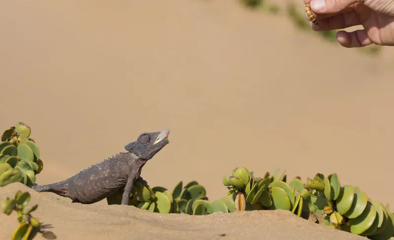 Namibia12-148.jpg