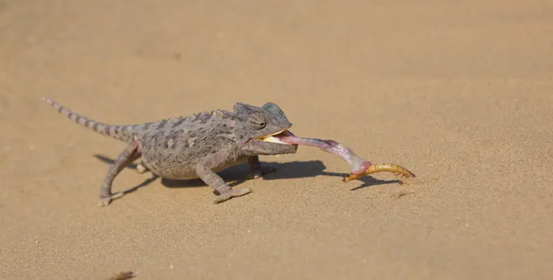 Namibia12-151.jpg