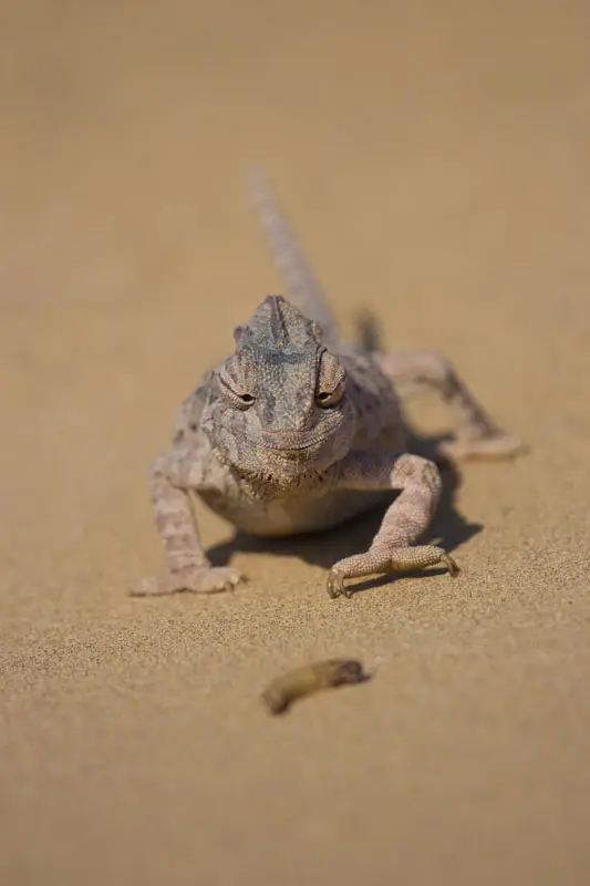 Namibia12-152.jpg