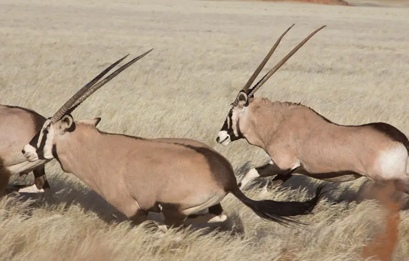 Namibia12-220.jpg