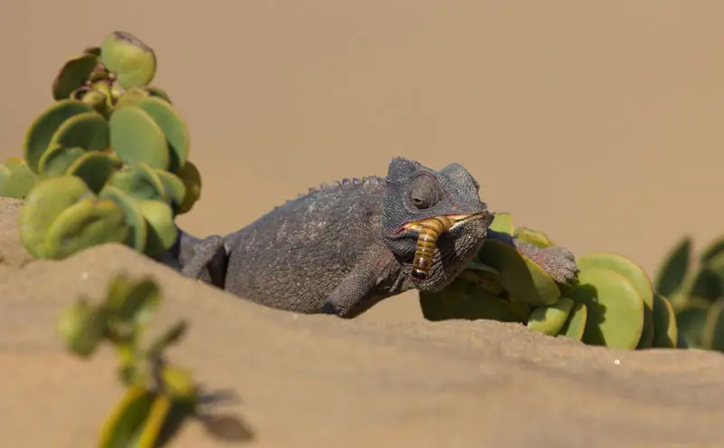Namibia12-2_2012-07-27.jpg