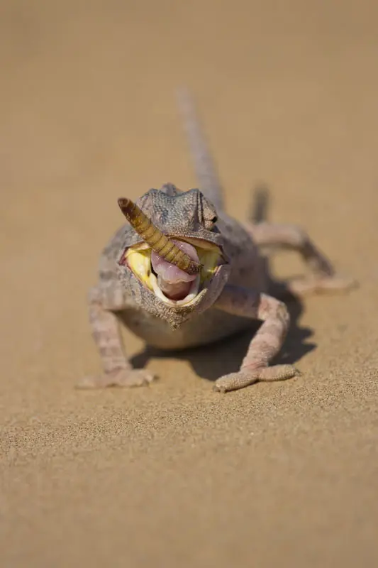 Namibia12-4_2012-07-27.jpg