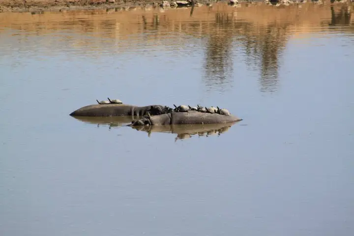 h017bee4.jpg