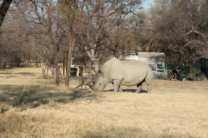 rino1marakele.jpg