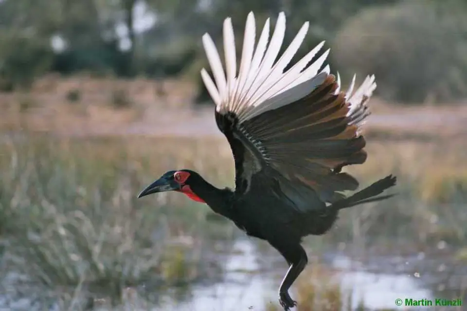 GroundHornbillamStarten_2.jpg