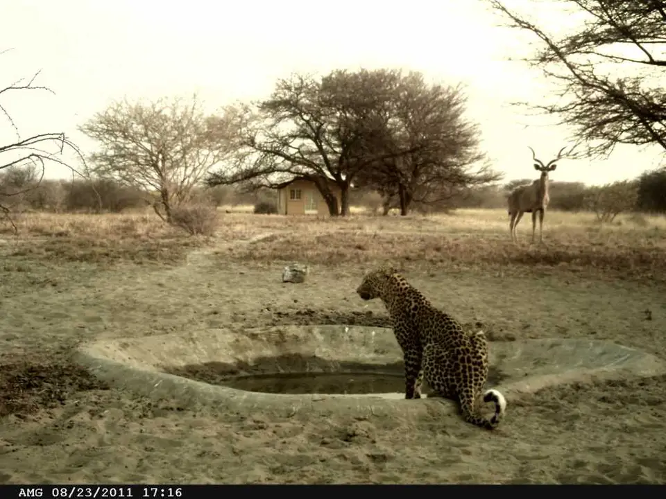 Leopard_KuduamWasserloch.JPG
