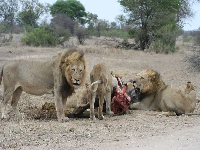 KNP08Satara.JPG