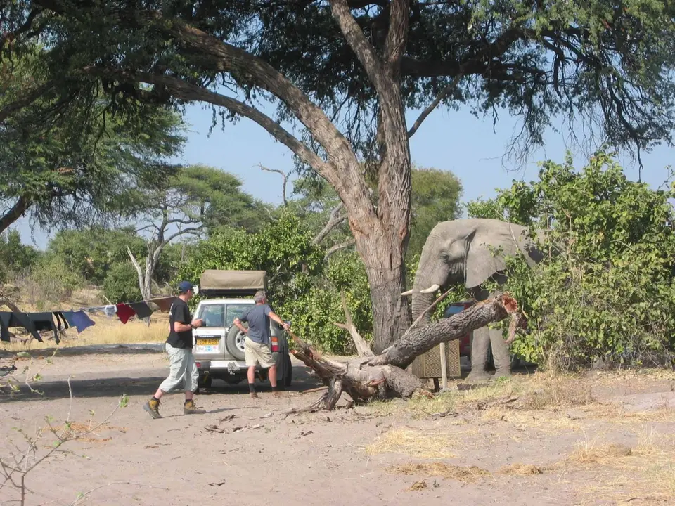 Campnachbarn,Savuti,Chobe.jpg
