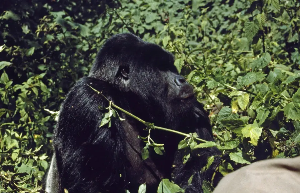 GorillaTracking2.jpg