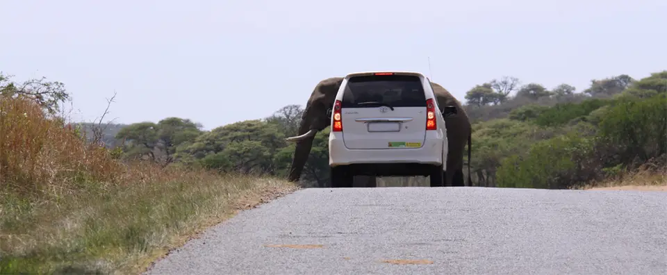 AutoElefant.jpg