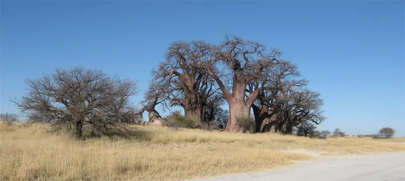 BainesBaobab1701.jpg