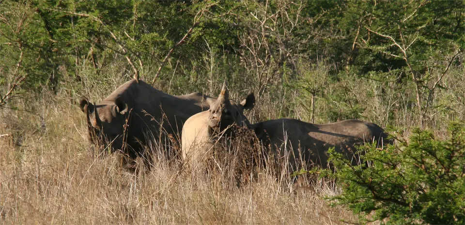 BlackRhino1.jpg