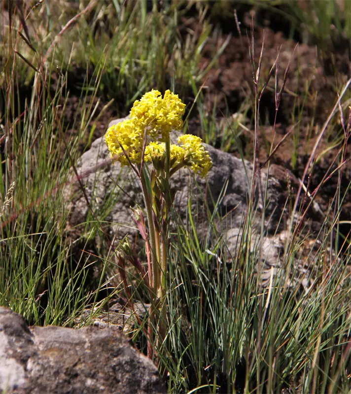 Blumen1.jpg