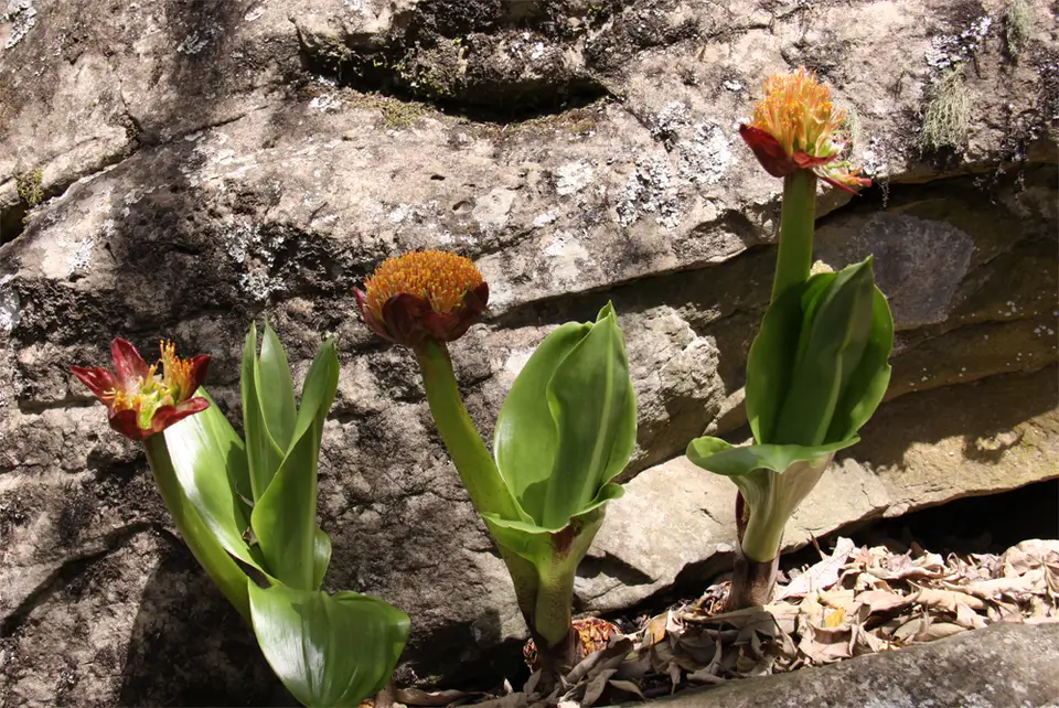 Blumen2.jpg