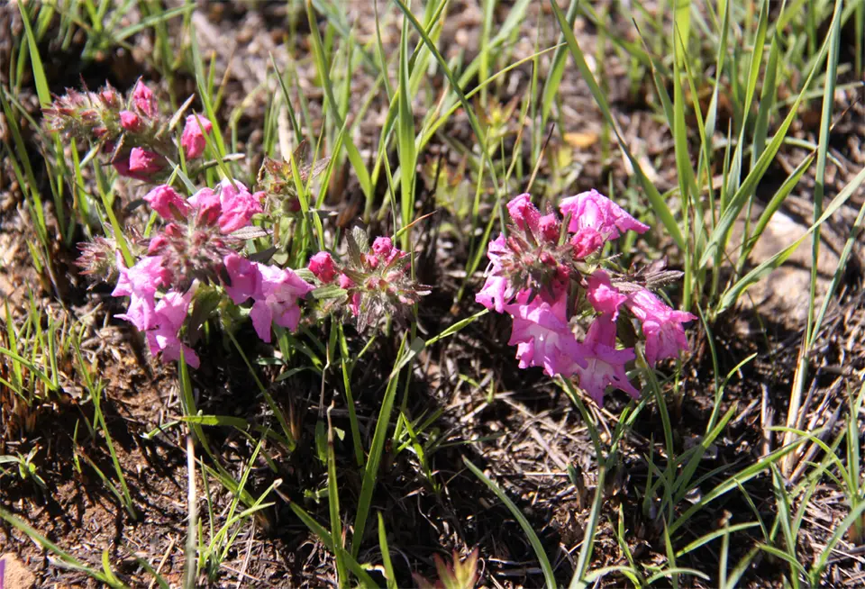 Blumen3.jpg