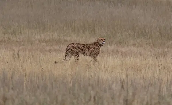 Cheetah.jpg