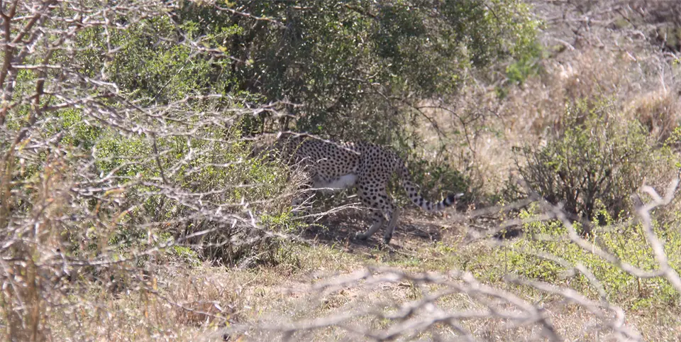 Cheetah_2012-01-03.jpg