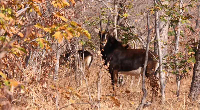 Chobe0501.jpg