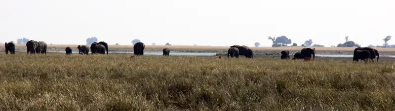 Chobe0502.jpg