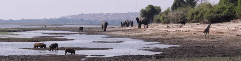 Chobe0503.jpg
