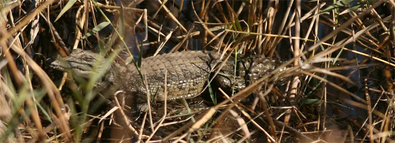 Croc2101.jpg