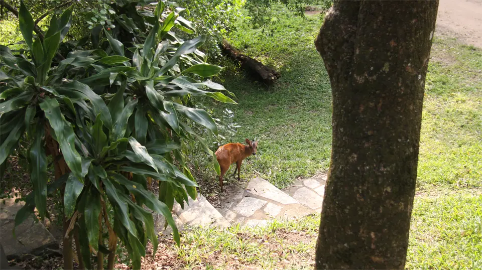 Duiker1.jpg