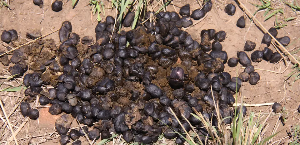 DungBeetle.jpg