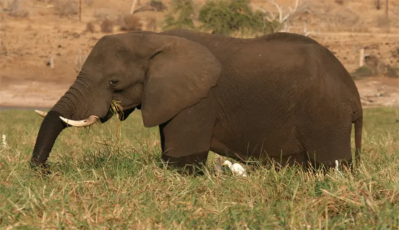 Elefant0501.jpg